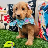 Astra Goldendoodle 04