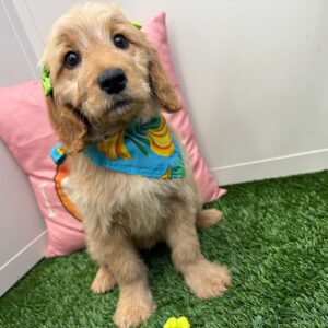 Athena Mini Goldendoodle 01