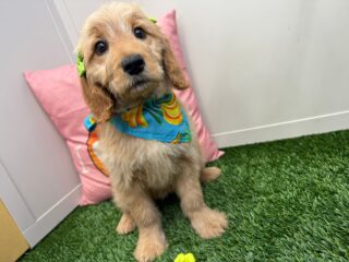 Athena Mini Goldendoodle 01