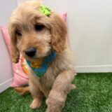 Athena Mini Goldendoodle 02