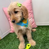 Athena Mini Goldendoodle 04