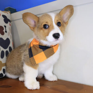 Atreus Pembroke Welsh Corgi 01