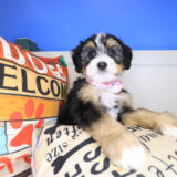 Aurora Bernedoodle 01