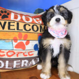 Aurora Bernedoodle 02
