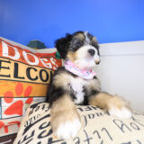 Aurora Bernedoodle 04