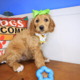 Avalon Labradoodle 01