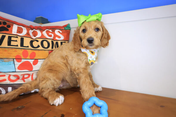 Avalon Labradoodle 01