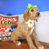 Avalon Labradoodle 03
