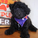 Axel Bichapoo 01