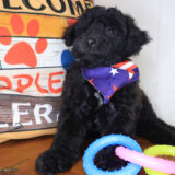 Axel Bichapoo 02