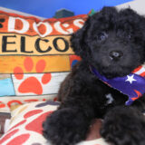 Axel Bichapoo 03