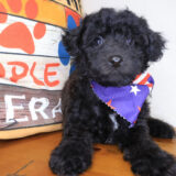 Axel Bichapoo 04