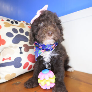 Azula Cockapoo 01