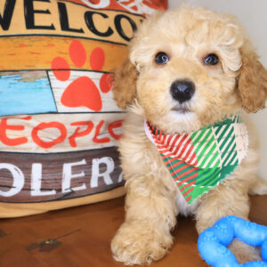 Azzar Poodle 01