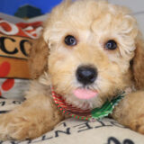 Azzar Poodle 03