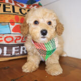 Azzar Poodle 04