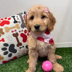 Babykins Mini Goldendoodle 01