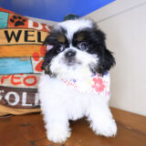 Bailey Shih Tzu 01