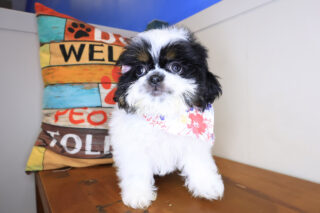 Bailey Shih Tzu 01