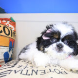 Bailey Shih Tzu 02