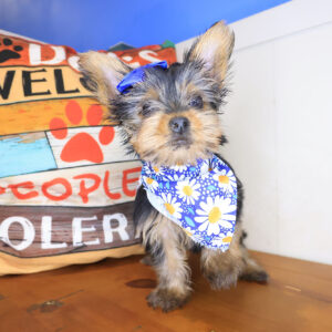 Bea Yorkshire Terrier 01