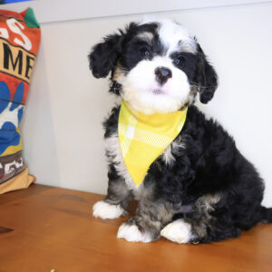 Beau Bernedoodle 01