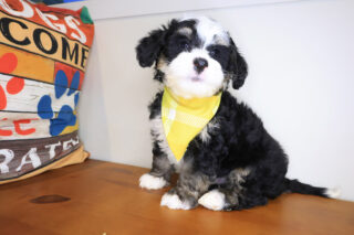 Beau Bernedoodle 01