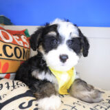Beau Bernedoodle 03