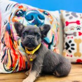 Bessie French Bulldog 01