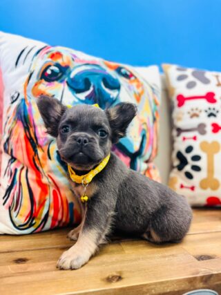 Bessie French Bulldog 01