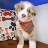 Birdie Austrailan Shepherd 03