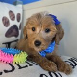 Blanca Goldendoodle 01