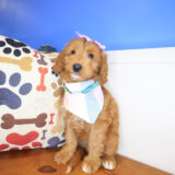 Bloom Mini Goldendoodle 01