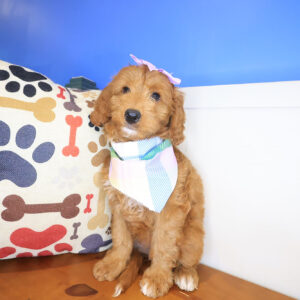 Bloom Mini Goldendoodle 01