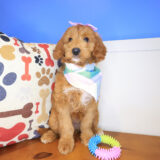 Bloom Mini Goldendoodle 02