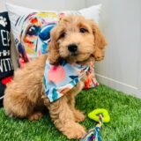 Bobby Goldendoodle 01
