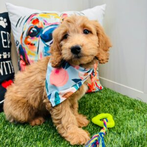Bobby Goldendoodle 01