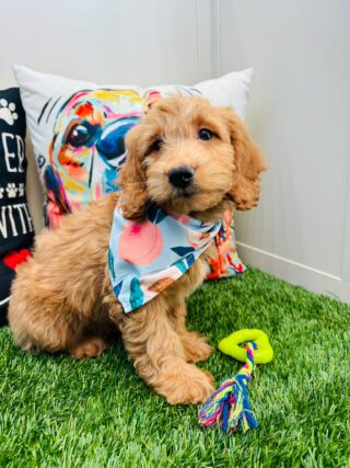 Bobby Goldendoodle 01