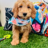 Bobby Goldendoodle 03