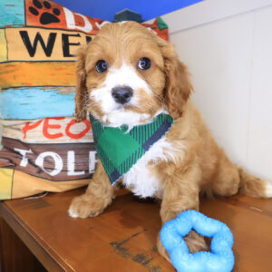 Boi Cavapoo 01