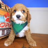 Boi Cavapoo 02