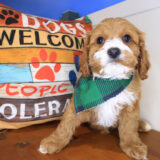 Boi Cavapoo 03