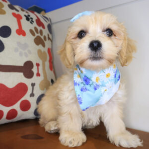 Bonbon Cockapoo 01