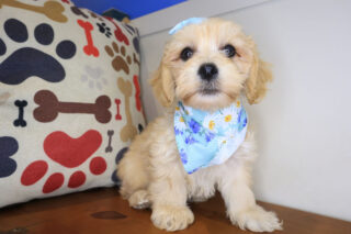 Bonbon Cockapoo 01
