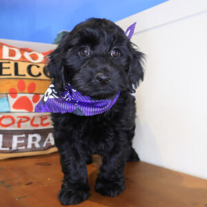 Boogie Mini Goldendoodle 01
