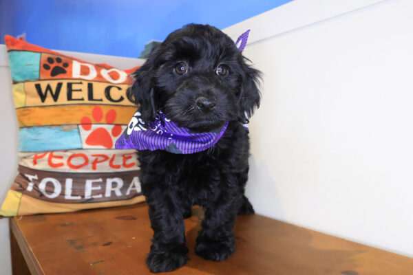 Boogie Mini Goldendoodle 01