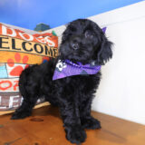Boogie Mini Goldendoodle 02