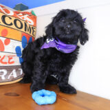 Boogie Mini Goldendoodle 4