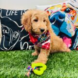 Borat Goldendoodle 01