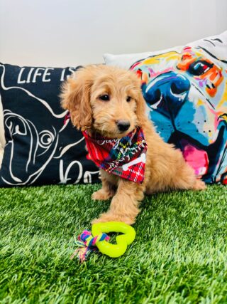 Borat Goldendoodle 01
